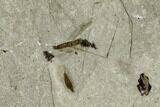 Fossil Cranefly Cluster - Green River Formation, Utah #108822-2